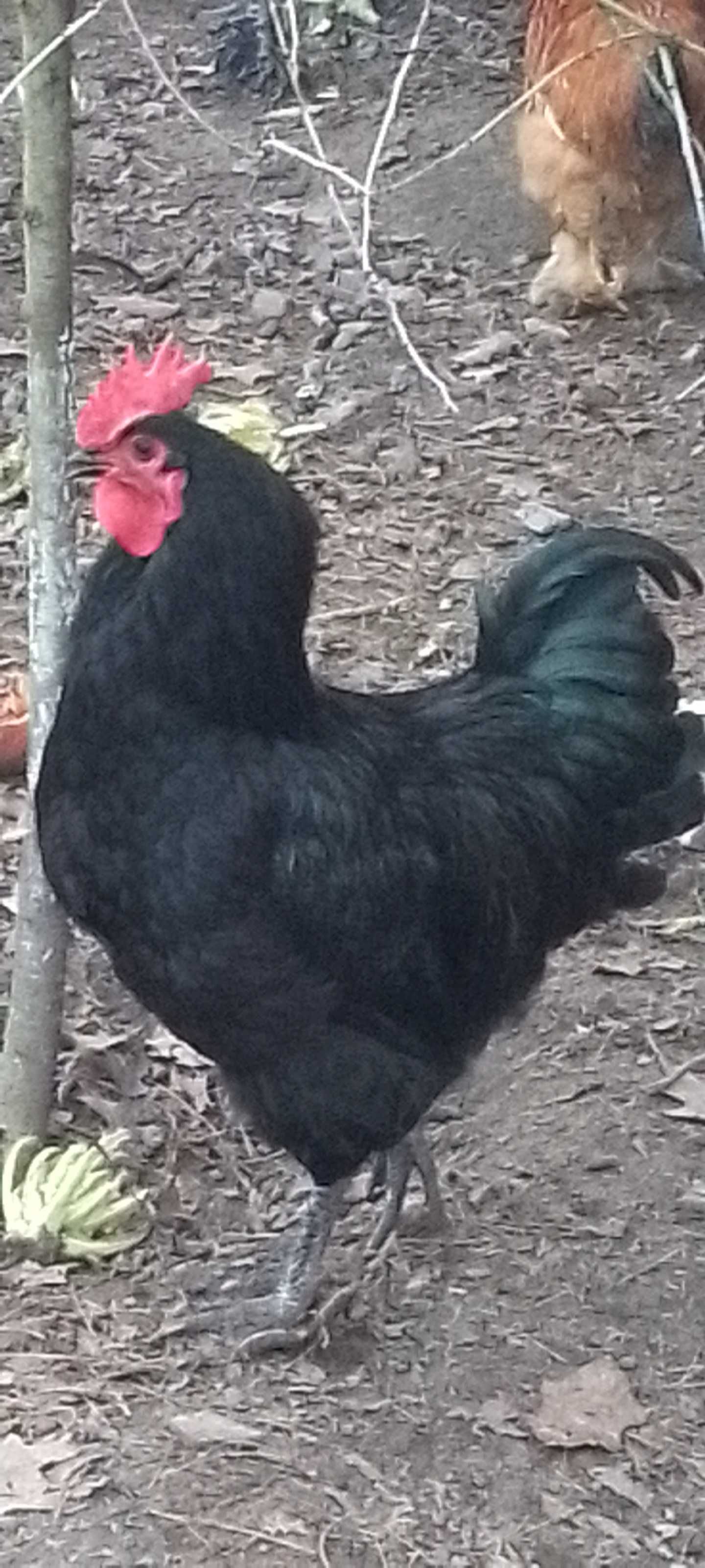 Kogut austrolop, australorp czarny