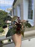 Philodendron pink princess