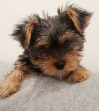 Yorkshire terrier