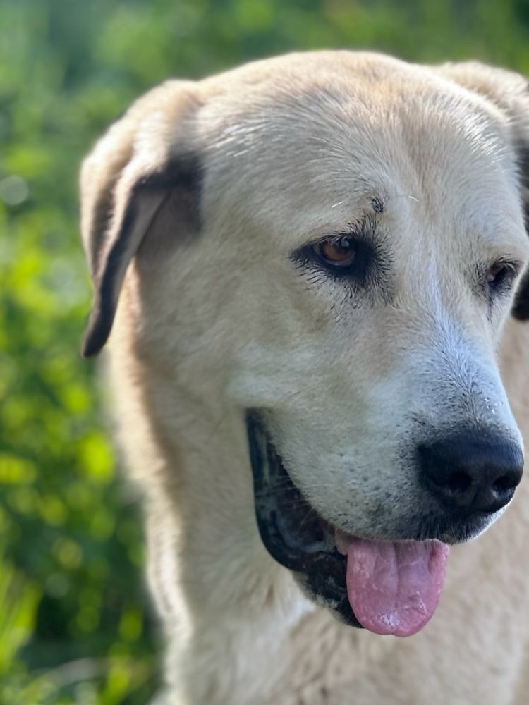 Nanga suczka, owczarek środkowoazjatycki do adopcji