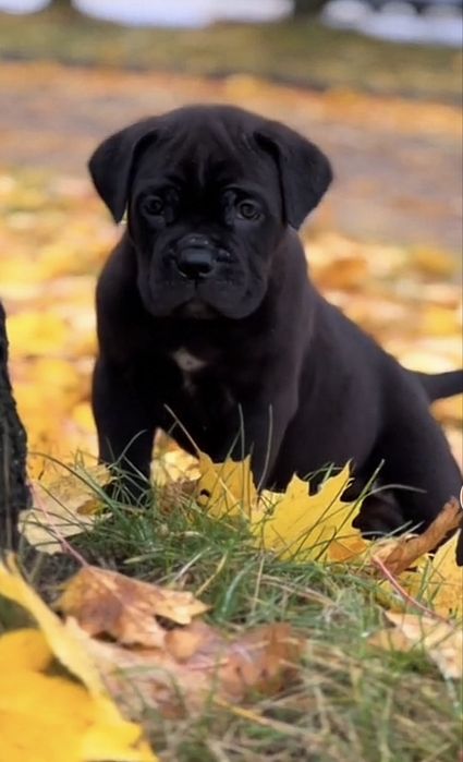 Не загуби шанс придбати-одного знайкращих щенят