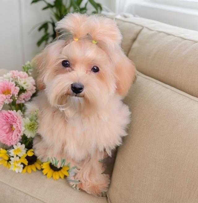 Мальчик мальтипу.