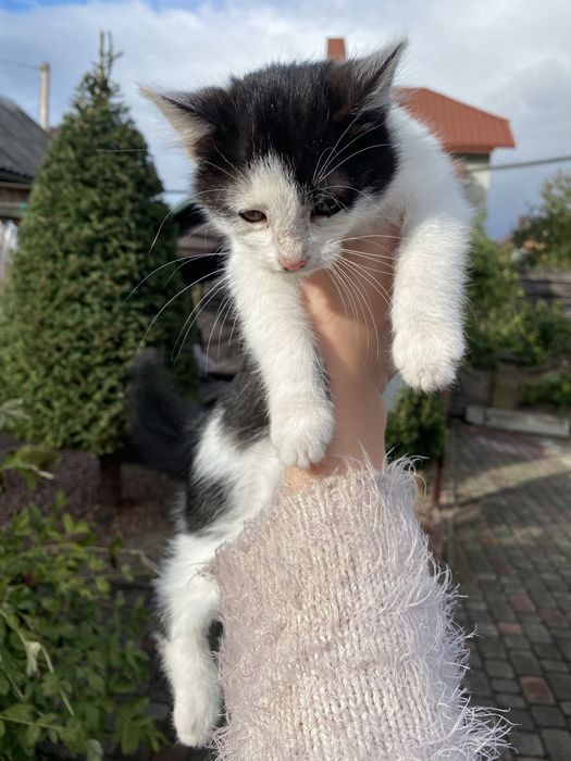 Віддам котенят у добрі руки