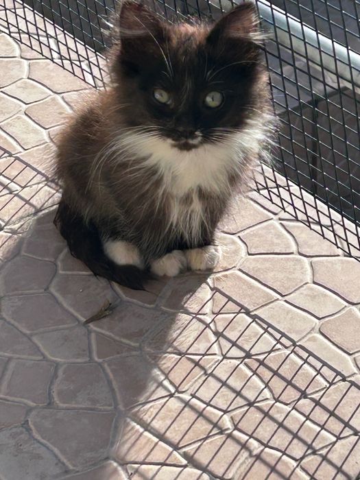 Gatinhos para adoção