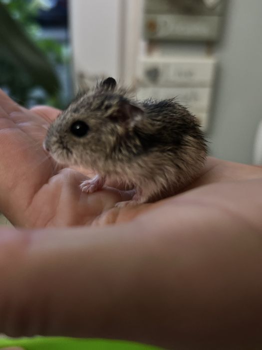 Продаються хомʼяки