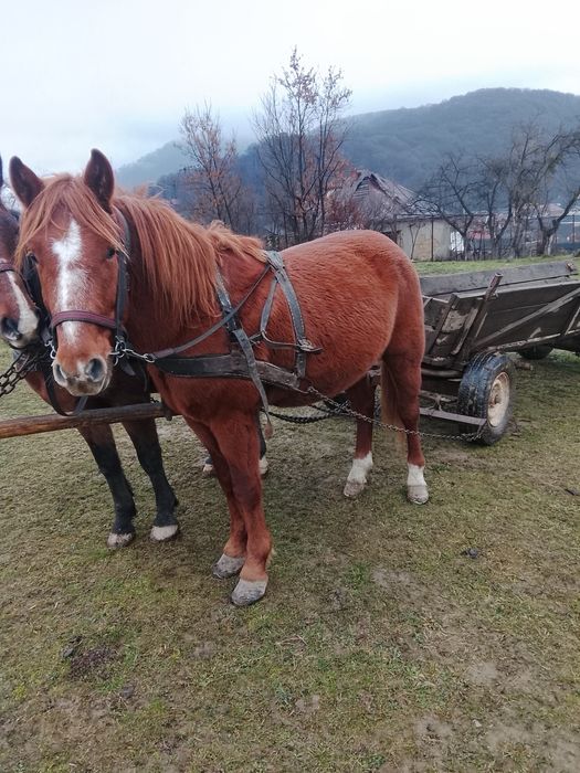 Продам жеребця вік 4 роки