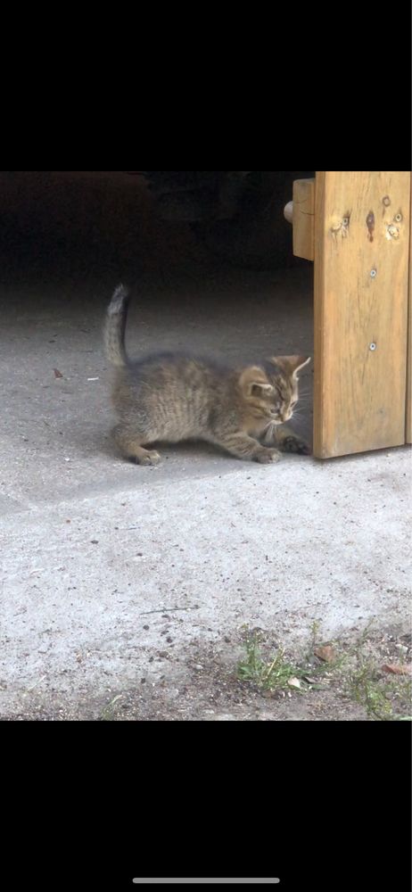 Oddam kotkę w dobre ręce