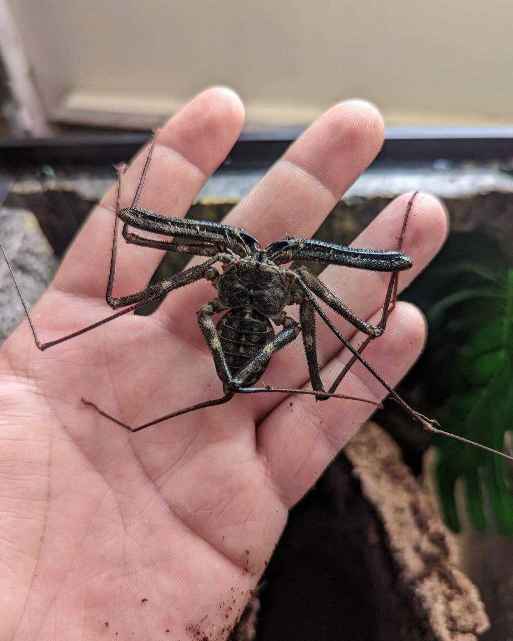 Фрины пауки из гарри поттера  Арагог хлыстоногий паук
