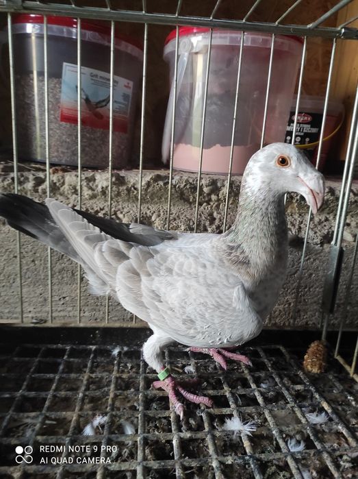 gołębie rzeszowskie