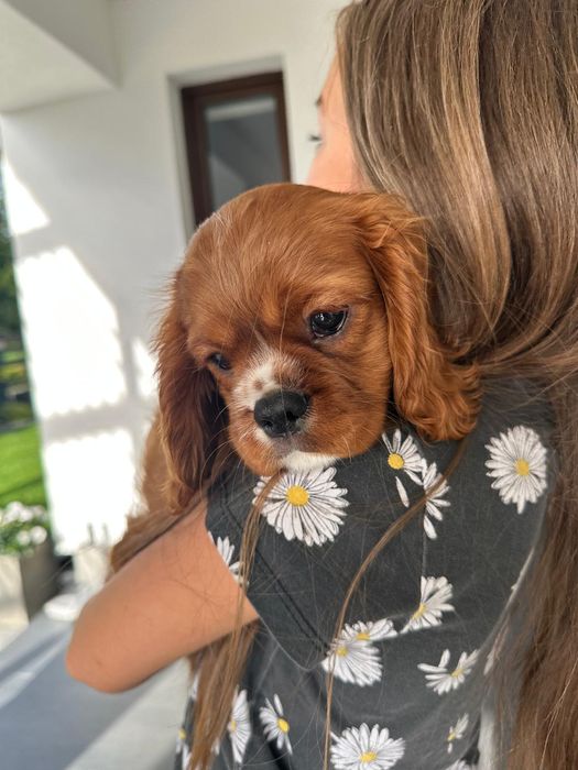 Cavalier King spaniel piesek gotowe do odbioru