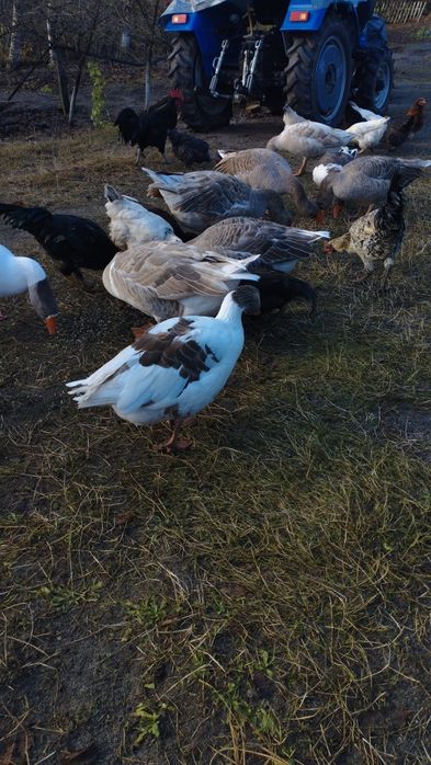Продам домашні гуси