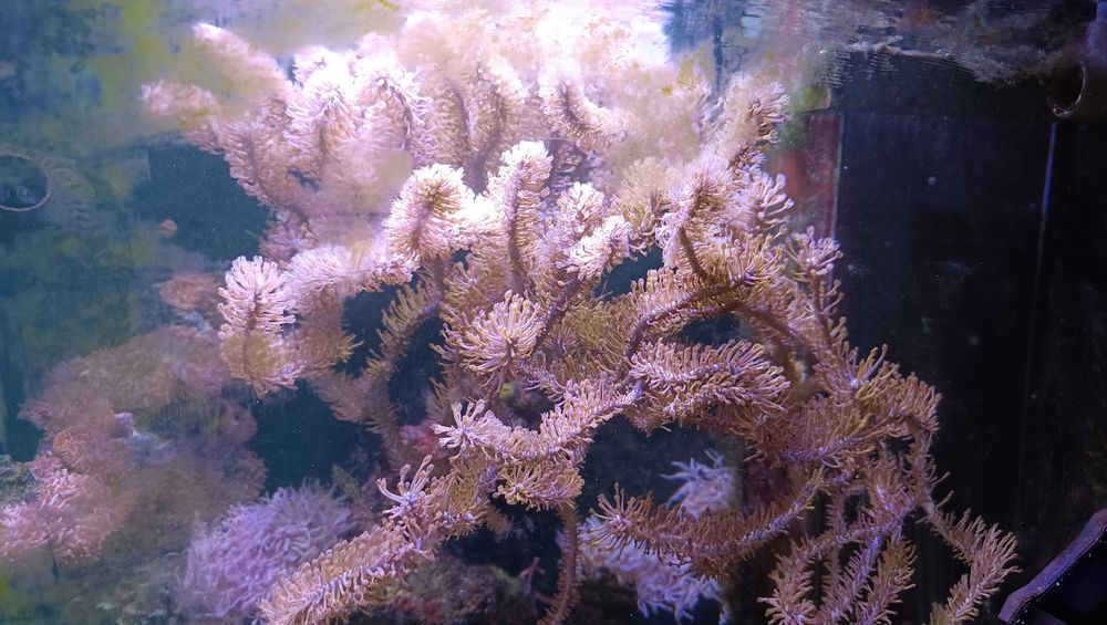 Gorgonia 15cm / 25cm - duże szczepki Koral Koralowiec akwarium morskie