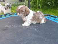 Shih-tzu  szczeniak z Rodowodem