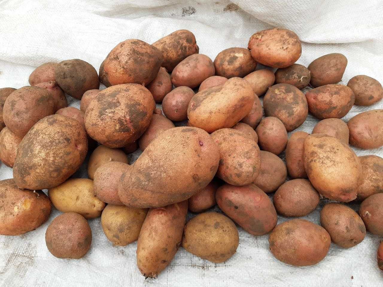 Велика картопля. Урожай 2023