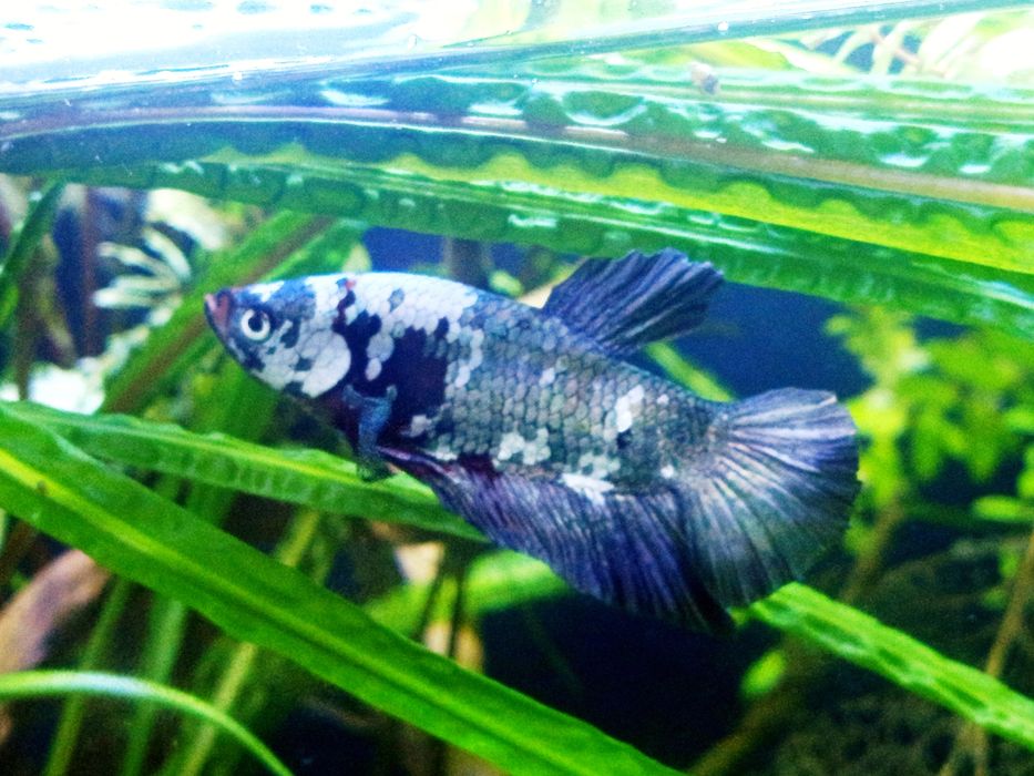 Bojownik koi marble plakat
