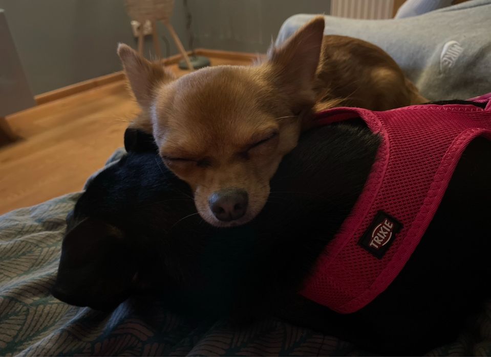 Oddam dwa małe pieski