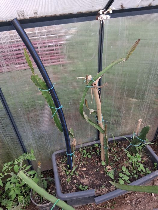 3 plantas autofértil pitayas