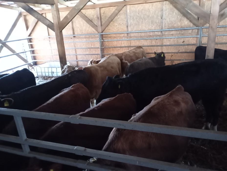 Sprzedam byki miesne