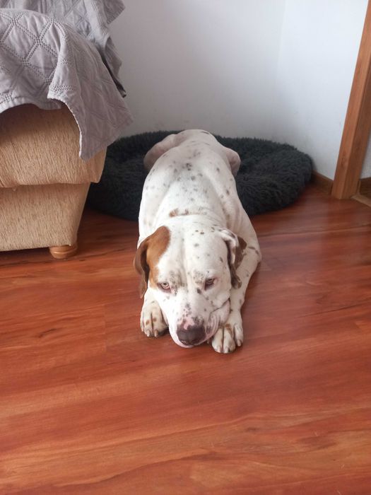 Oddam psa rasy bandog w dobre rece 2 letni.