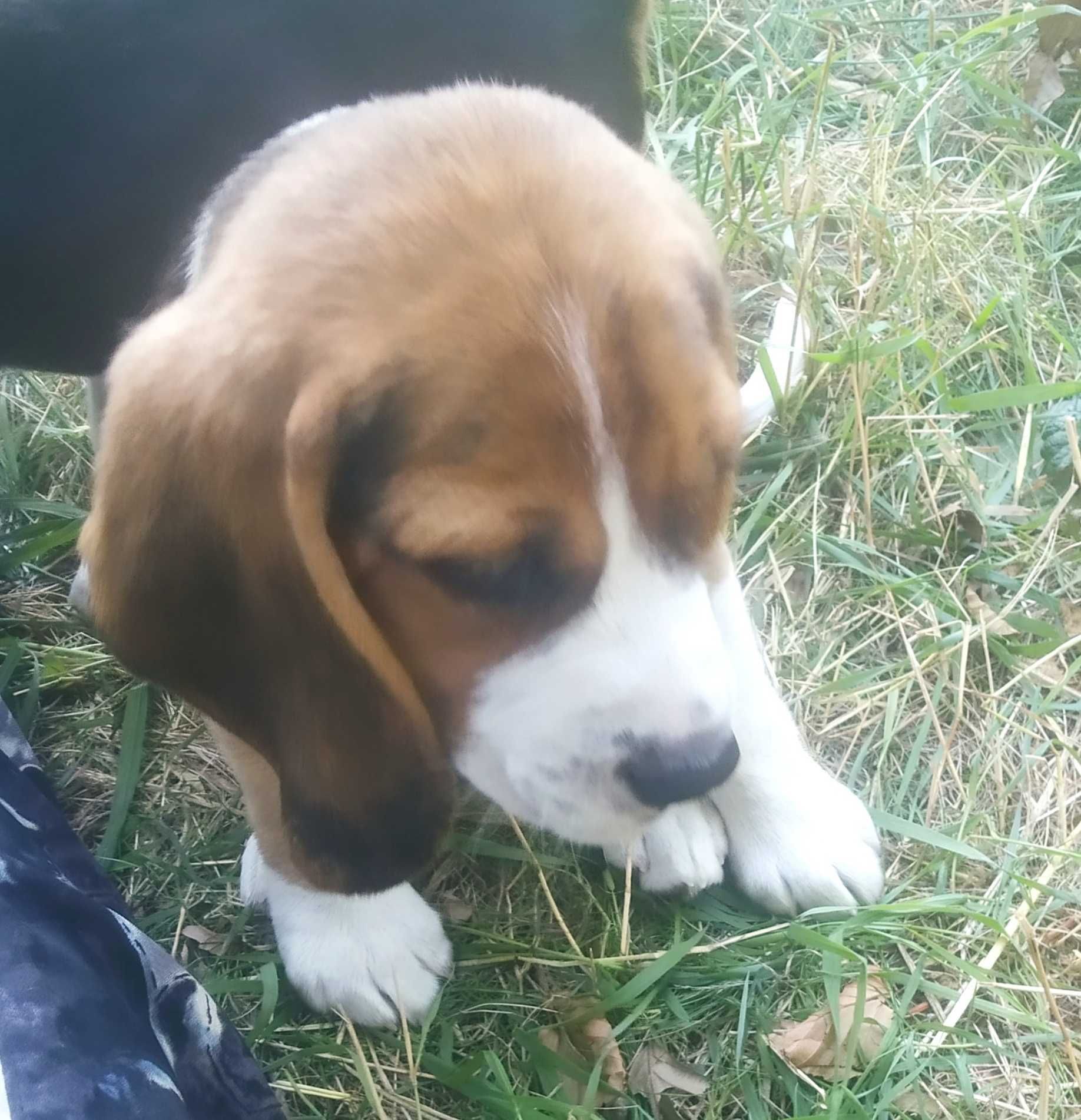 Beagle z rodowodem szczenię