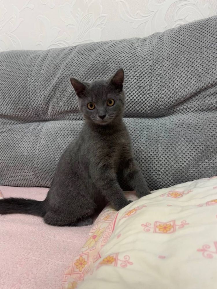 Котик, Британец