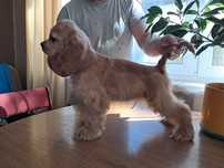 cocker spaniel amerykański