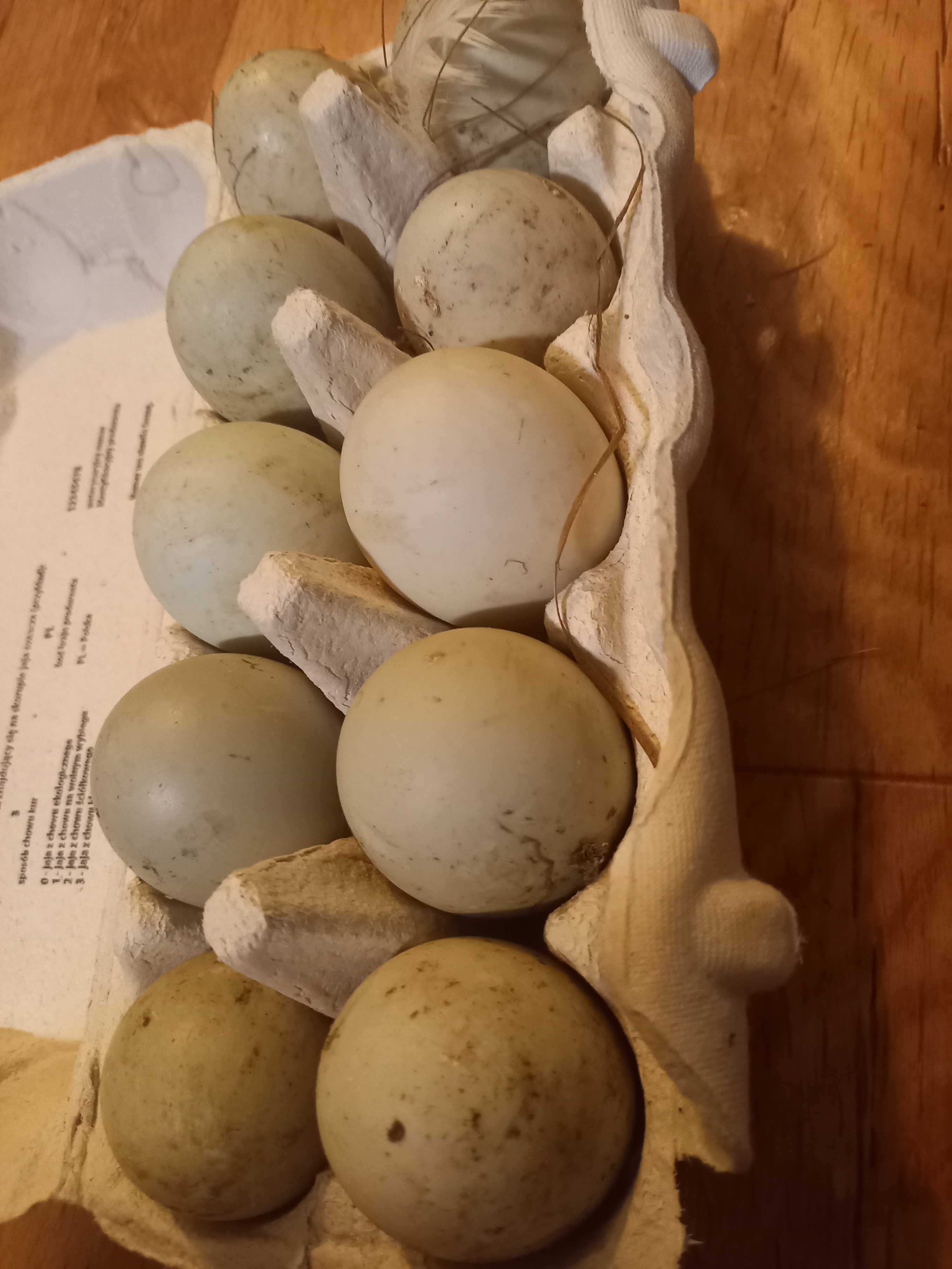 Jaja legowe kaczek Welsh Harlequin 10 sztuk jaj, wysylka 0zl.