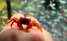 KRAB Red Tomatto - TINA ZOO Zabrze