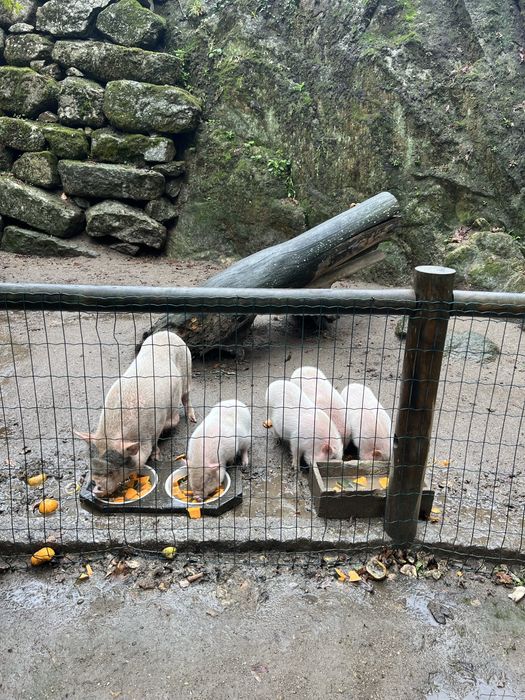 Porco anoes brancos muito bonitos