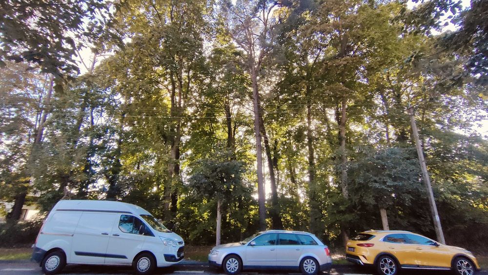 Oddam za darmo drzewo na pniu – Kolumna (Łask)