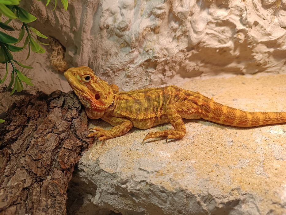 Agama brodata + terrarium + GRATISY