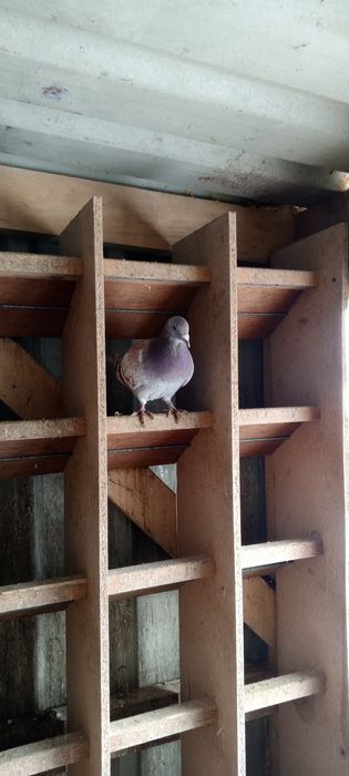 Likwidacja hodowli gołębi pocztowych