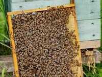 Продом бджоло пакети і сімї