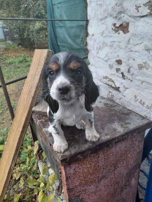 Цуценята спанієль