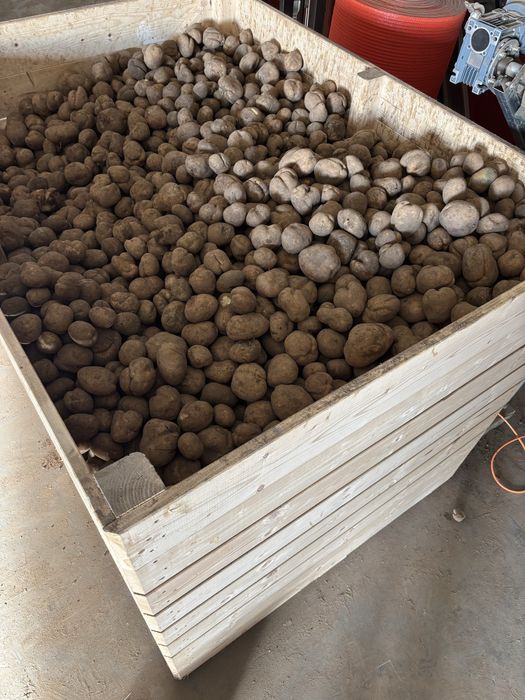 Ziemniaki paszowe odpadowe