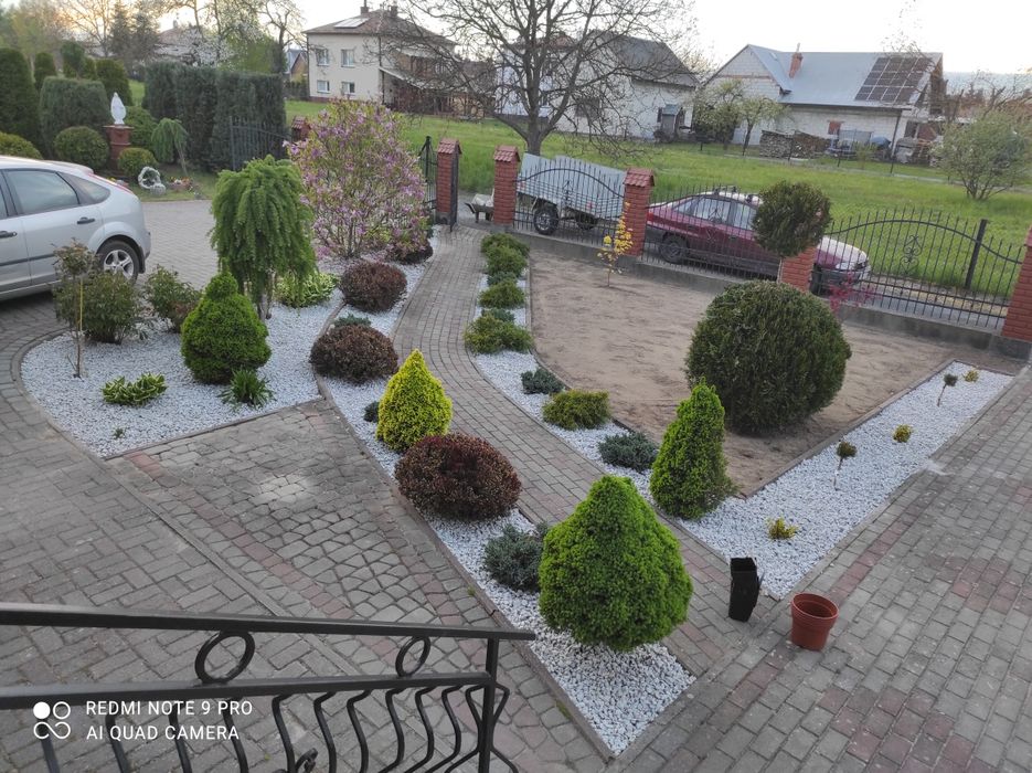 Usługi Strzyżenie żywopłotów ,wycinka drzew frezowanie pni