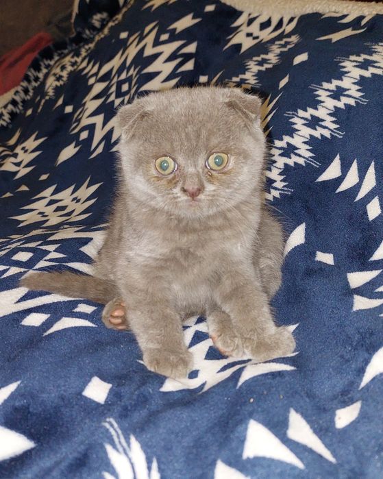 Котёнок Скоттиш фолд. Мальчик.