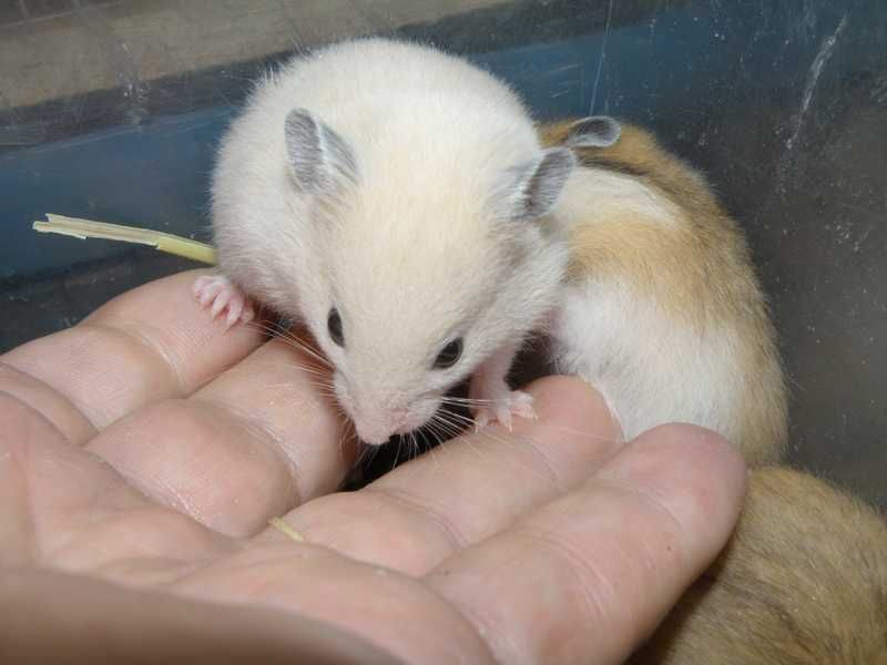 Chomiki syryjskie z 10.11.2025r - Wrocław