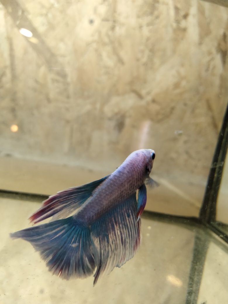 Bettas Macho muito bonito