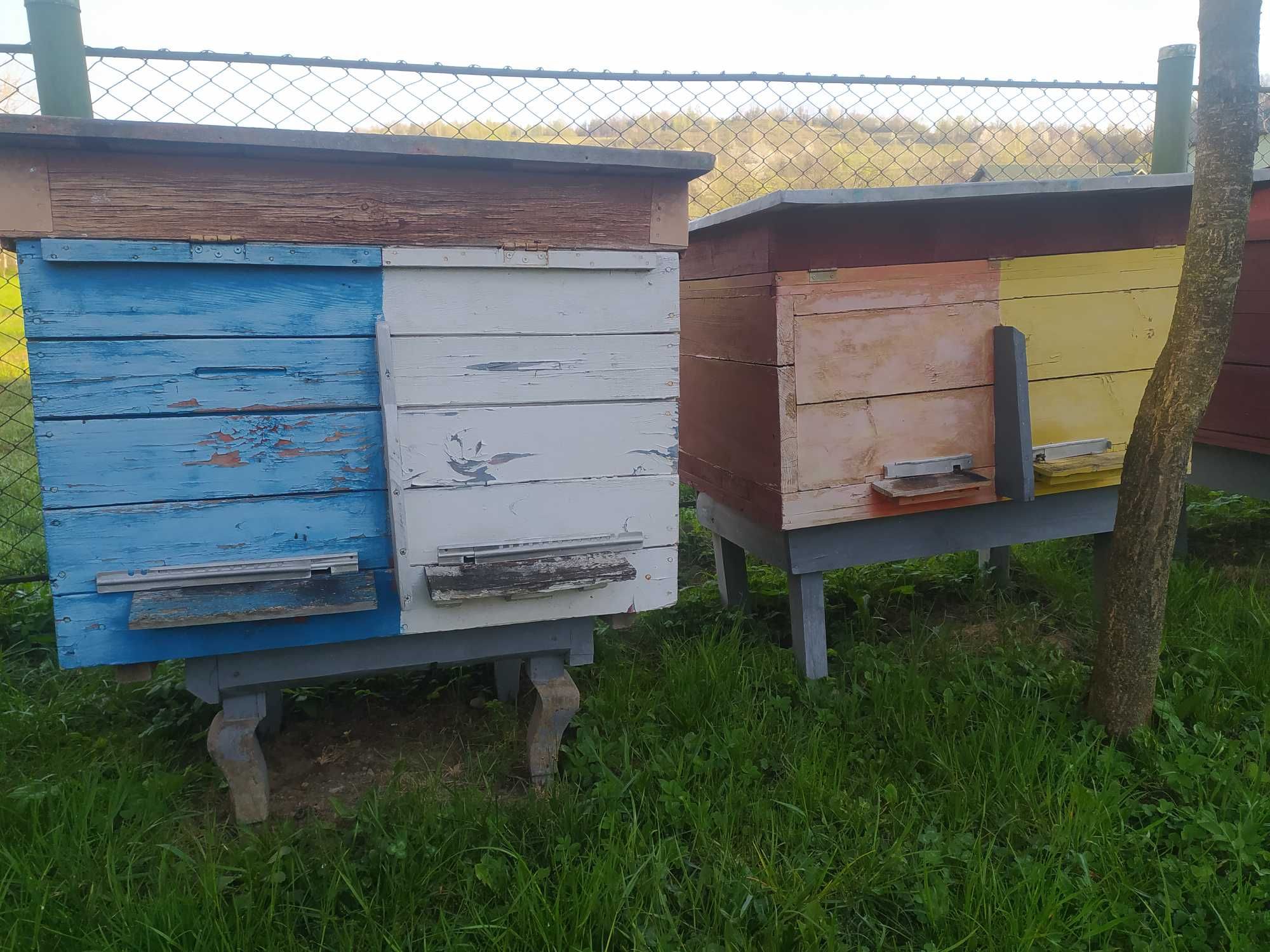 Продам вулики із бджолосімями