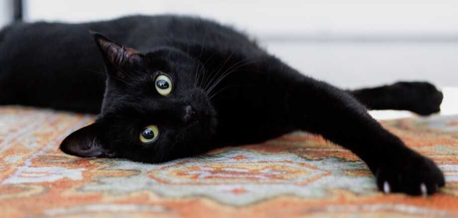 Zagubiony czarny mały kotek/a błąka się na wylocie do Chojnic