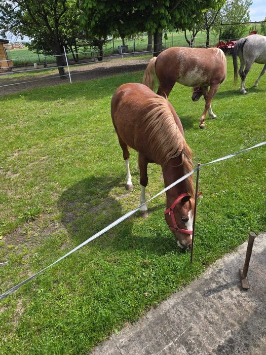 Na sprzedaż trzy klacze walijskie bogata hodowla