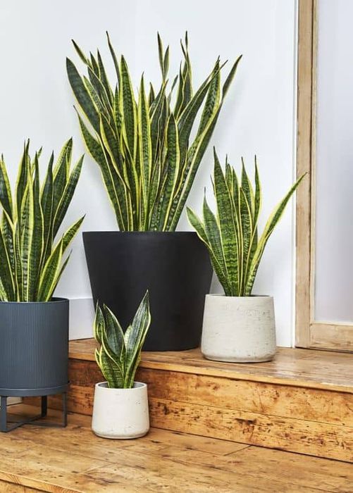 Vendo Aloe Vera, Espada São Jorge, Suculentas