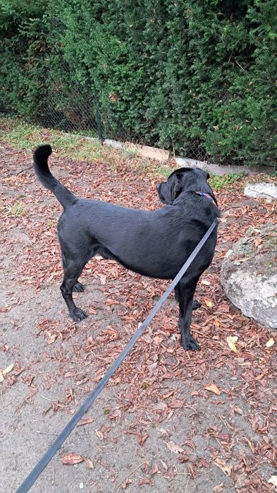 Petsitter na terenie Warszawy