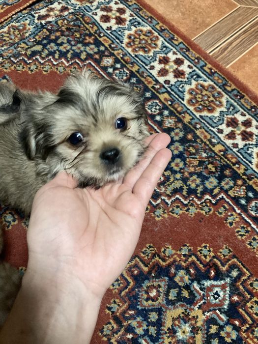 Йоршерські терʼєри золотисті( голдаст)