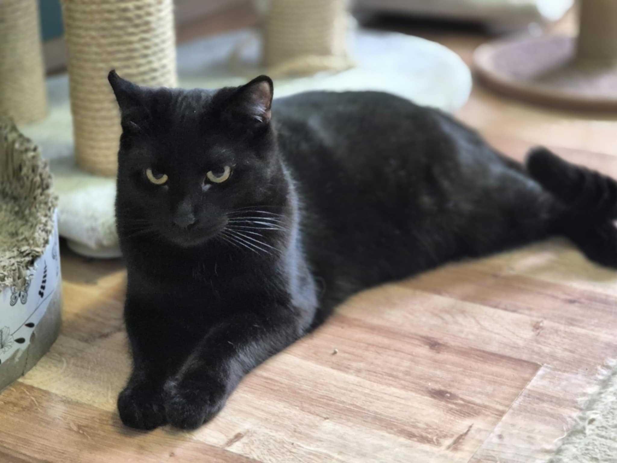 Sofi bardzo tęskni za prawdziwym domem - kot do adopcji