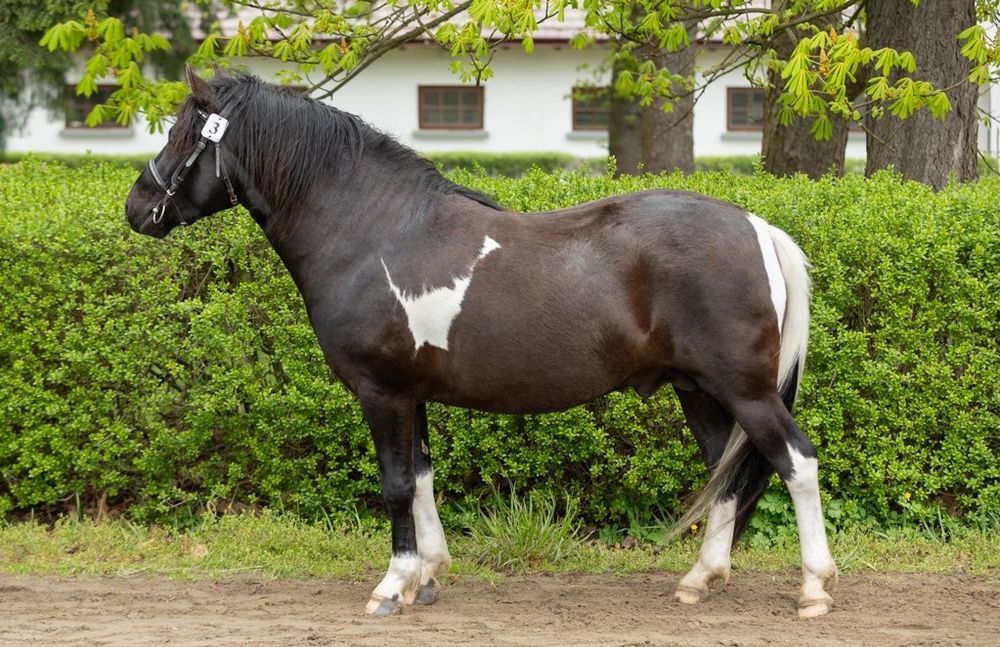Stanówka ogierem Onczao (Gurgul)