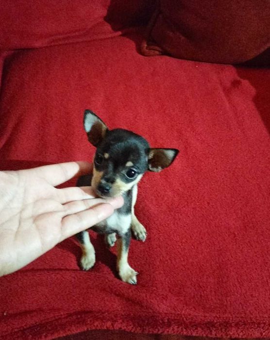 Pisncher belíssima fêmea