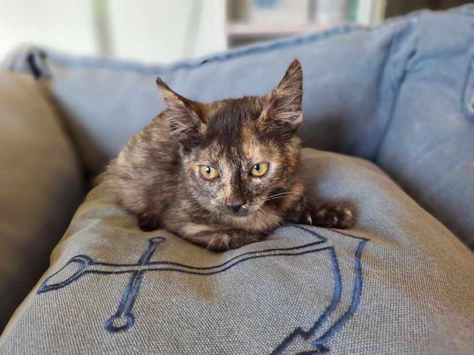 Tiana, para adoção