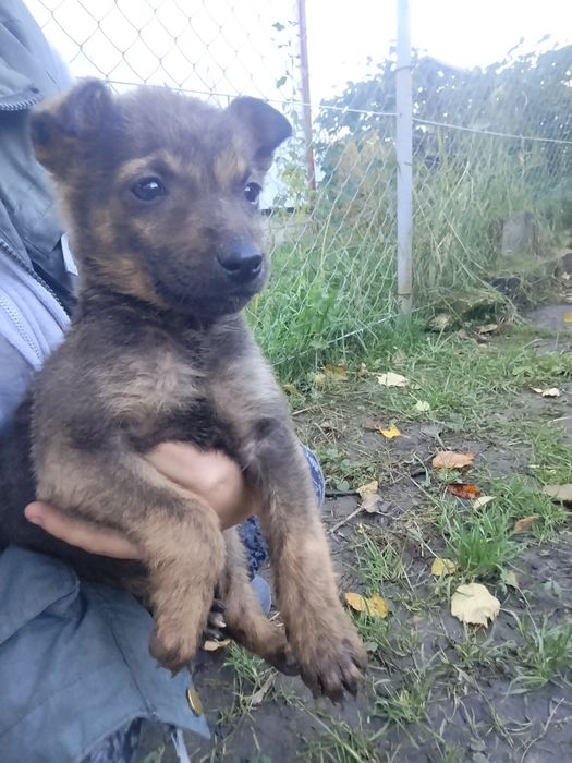 Віддам цуценя безкоштовно